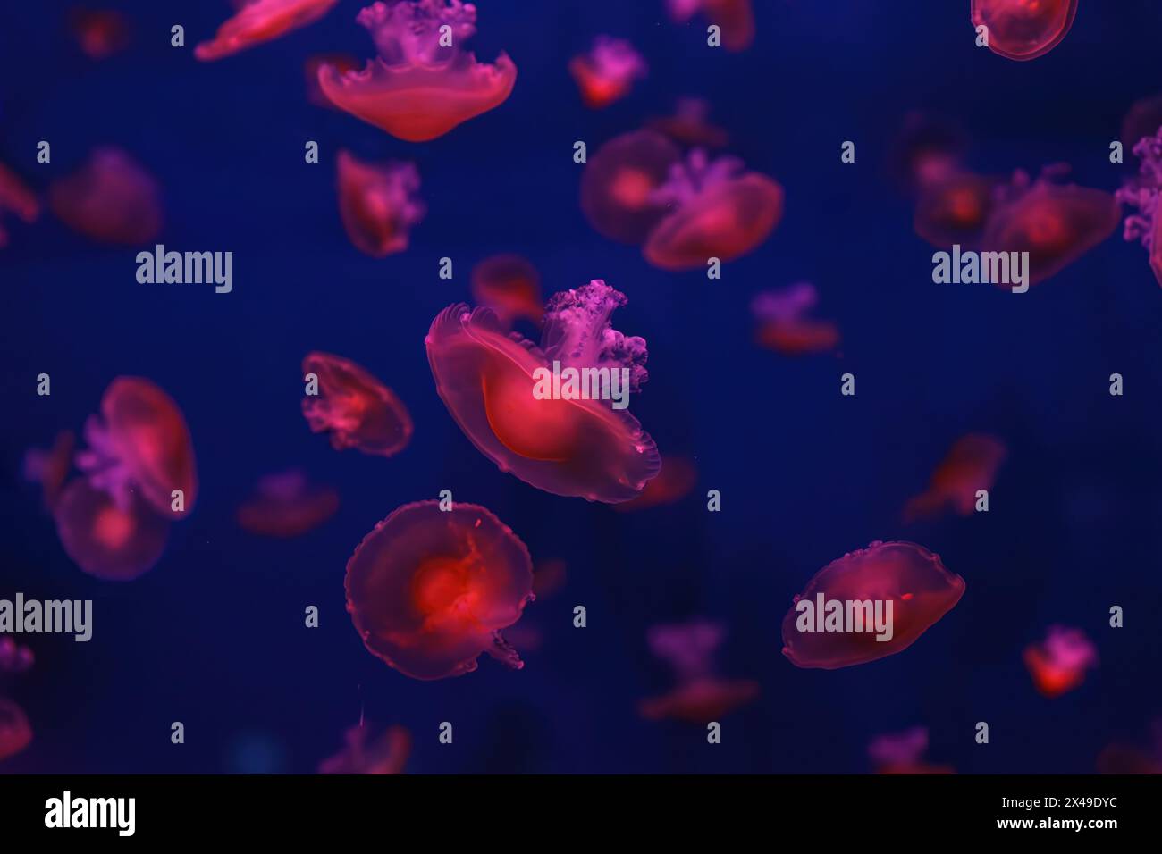 Meduse mediterranee, Cotylorhiza tuberculata o meduse d'uovo fritte che nuotano nell'acquario con illuminazione rossa della luce al neon. Organismo acquatico, AN Foto Stock