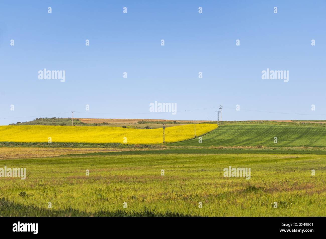Alcuni bellissimi campi di erba e colza in una giornata di cielo azzurro Foto Stock