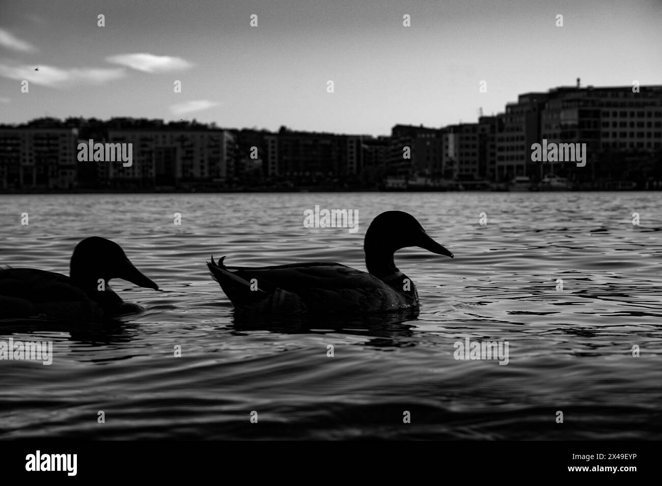 Vista di un'anatra che nuota nel fiume Foto Stock