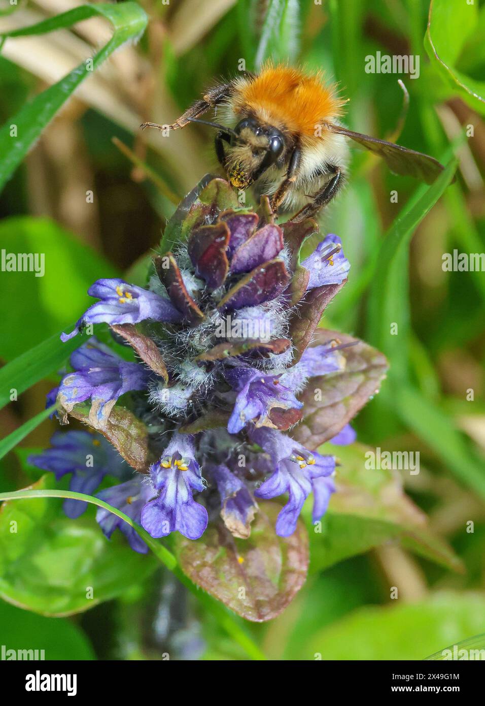 Portmore Lough, Contea di Antrim, Irlanda del Nord, Regno Unito. 1° maggio 2024. Clima nel Regno Unito – un inizio secco per il nuovo mese con temperature che aumentano con il passare del giorno. Sempre ventilato e fresco quando fuori dal sole. Un'ape che raccoglie il nettare. Crediti: CAZIMB/Alamy Live News. Foto Stock