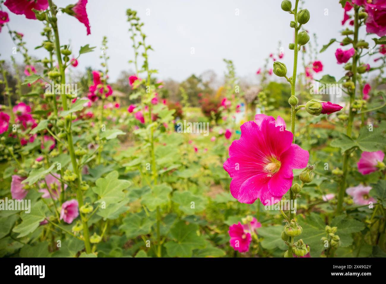 Bella fiore rosa fiori hollyhock decorare in giardino Foto Stock