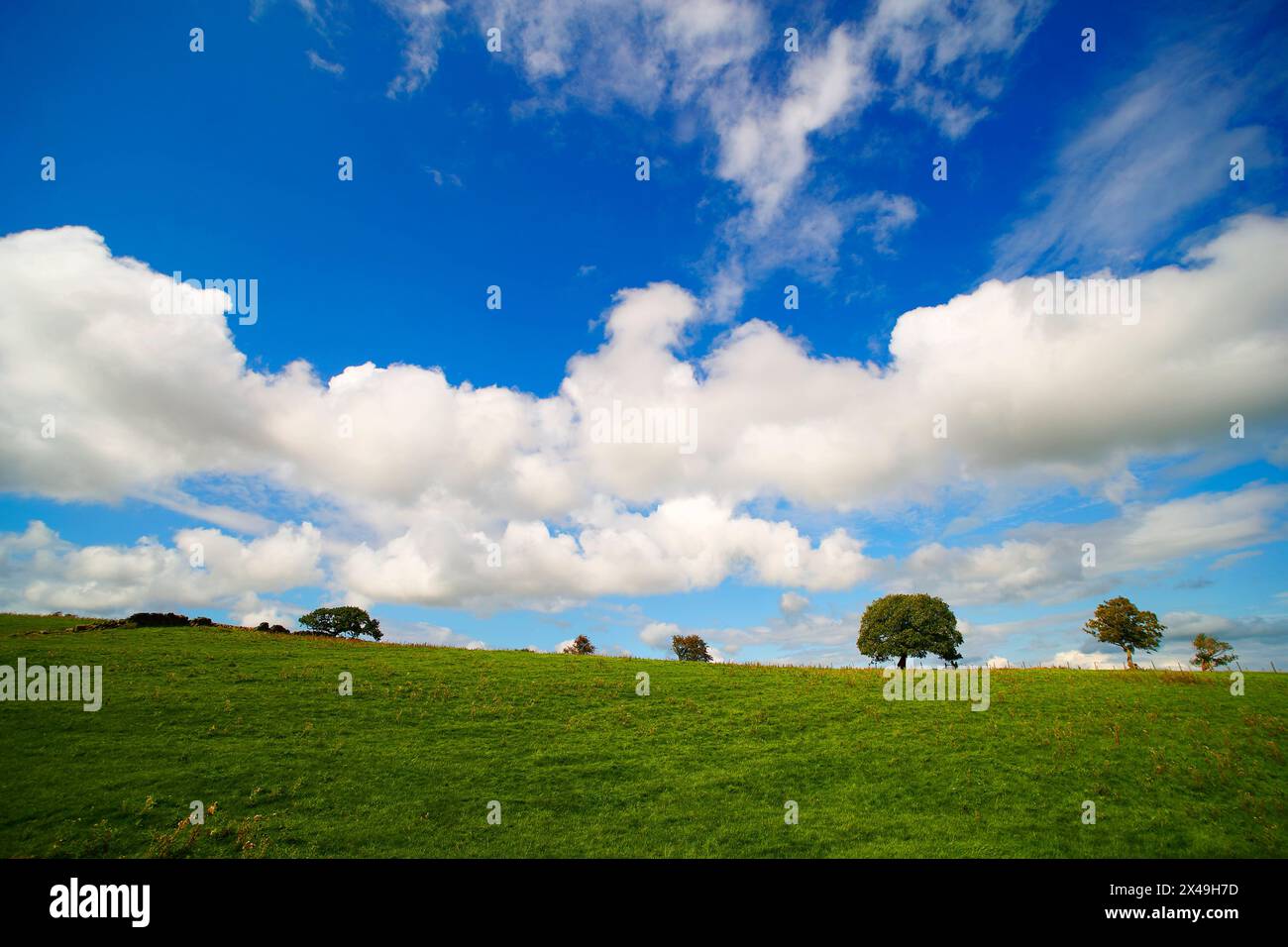 Prato con cielo blu e nuvole di Cumulus Foto Stock