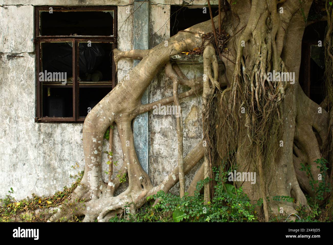 Le radici di un albero di banyan si fanno strada attraverso un vecchio edificio e nelle finestre rotte. Foto Stock