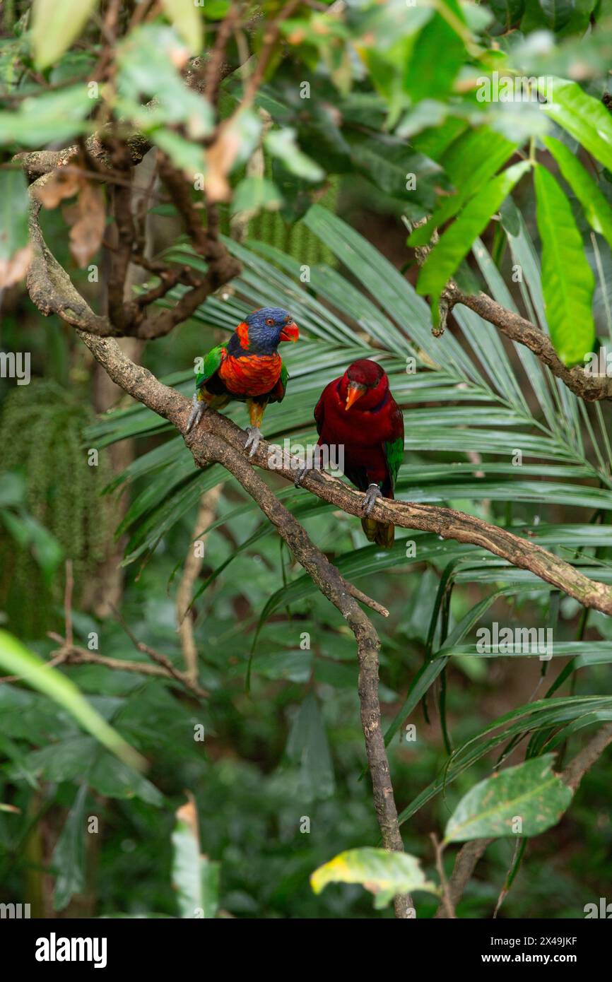 Un orikeet arcobaleno e un lory rosso si aprono uno accanto all'altro su un ramo. Foto Stock