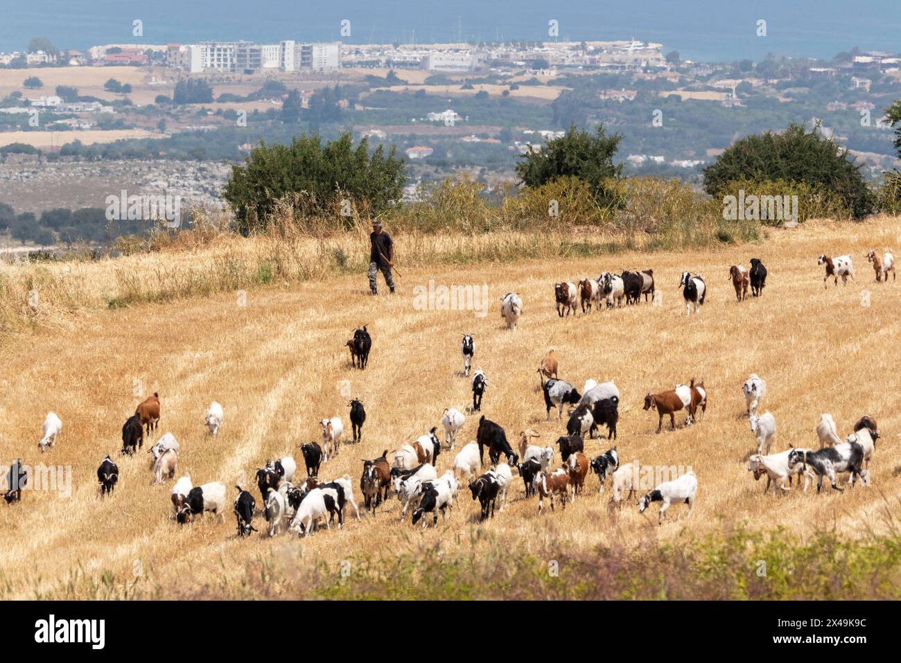 Pastori che allevano capre, Droushia, regione di Paphos, Cipro Foto Stock