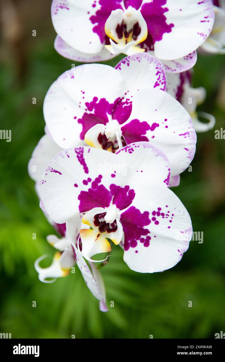 Una vista ravvicinata delle bellissime orchidee Arlequin Phalaenopsis bianche e viola che sembrano essere state spruzzate con vernice viola. Foto Stock