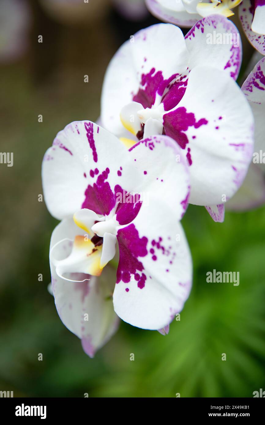 Una vista ravvicinata delle bellissime orchidee Arlequin Phalaenopsis bianche e viola che sembrano essere state spruzzate con vernice viola. Foto Stock