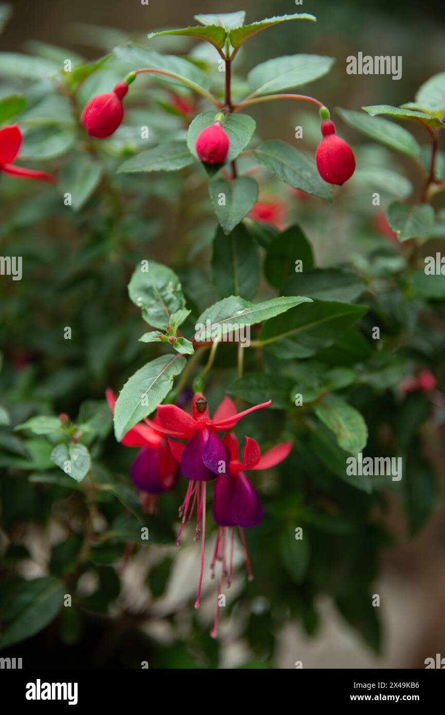 L'accattivante esposizione di una pianta di orecchini da donna, Fuchsia, con boccioli di fiori chiusi e aperti. Foto Stock