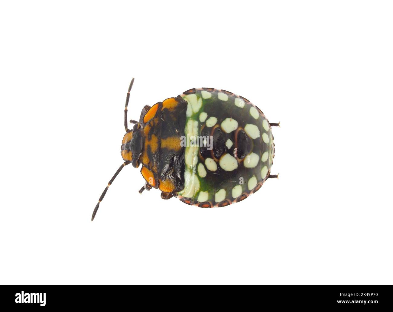 Ninfa di insetti puzzolenti verde meridionale isolata su sfondo bianco, Nezara viridula Foto Stock