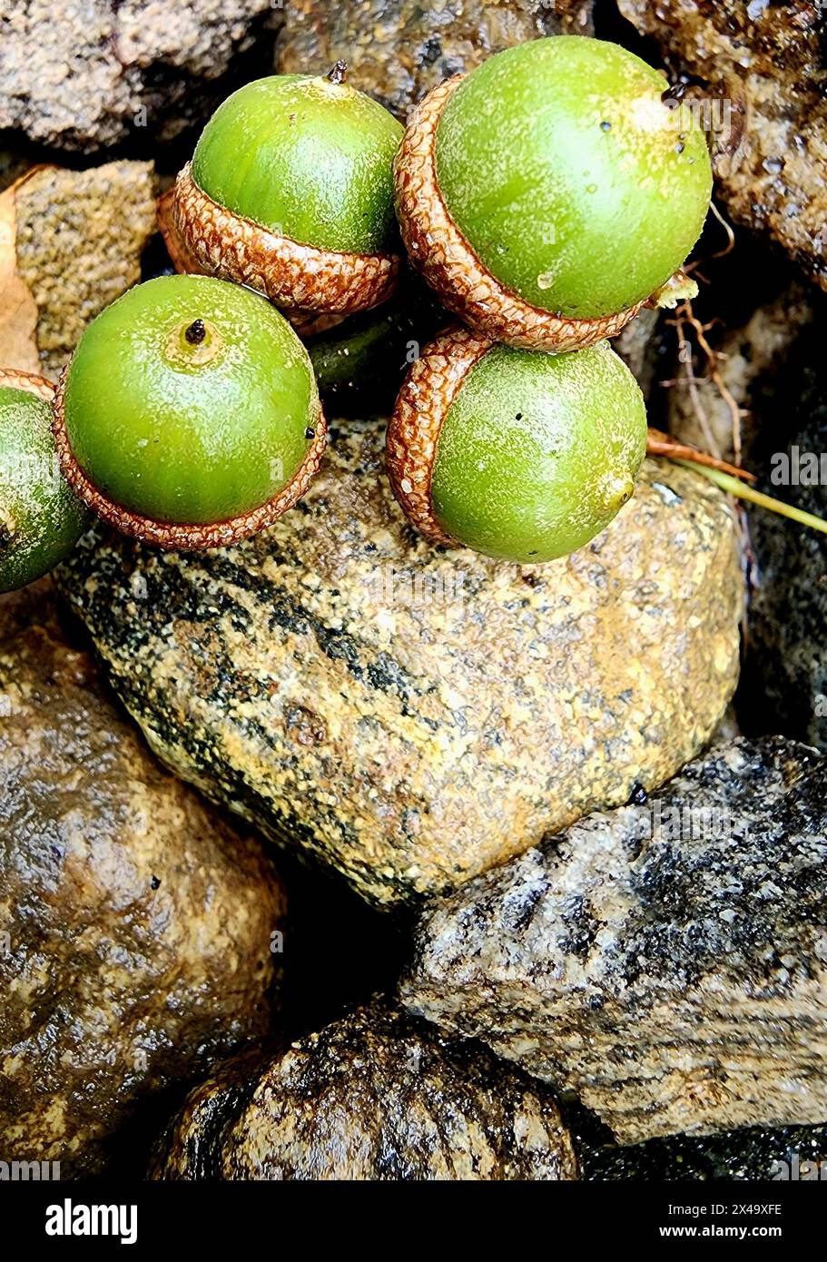 Fallen Acorns tra la copertura del terreno durante l'autunno Foto Stock