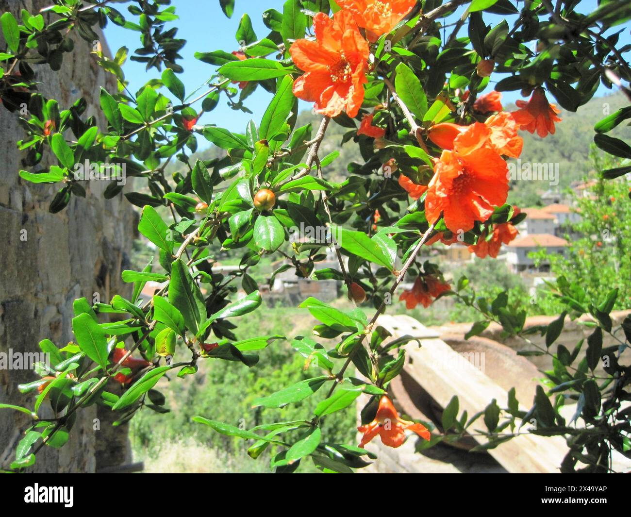 Fiore d'arancio in fiore su un ramo d'albero. Foto Stock