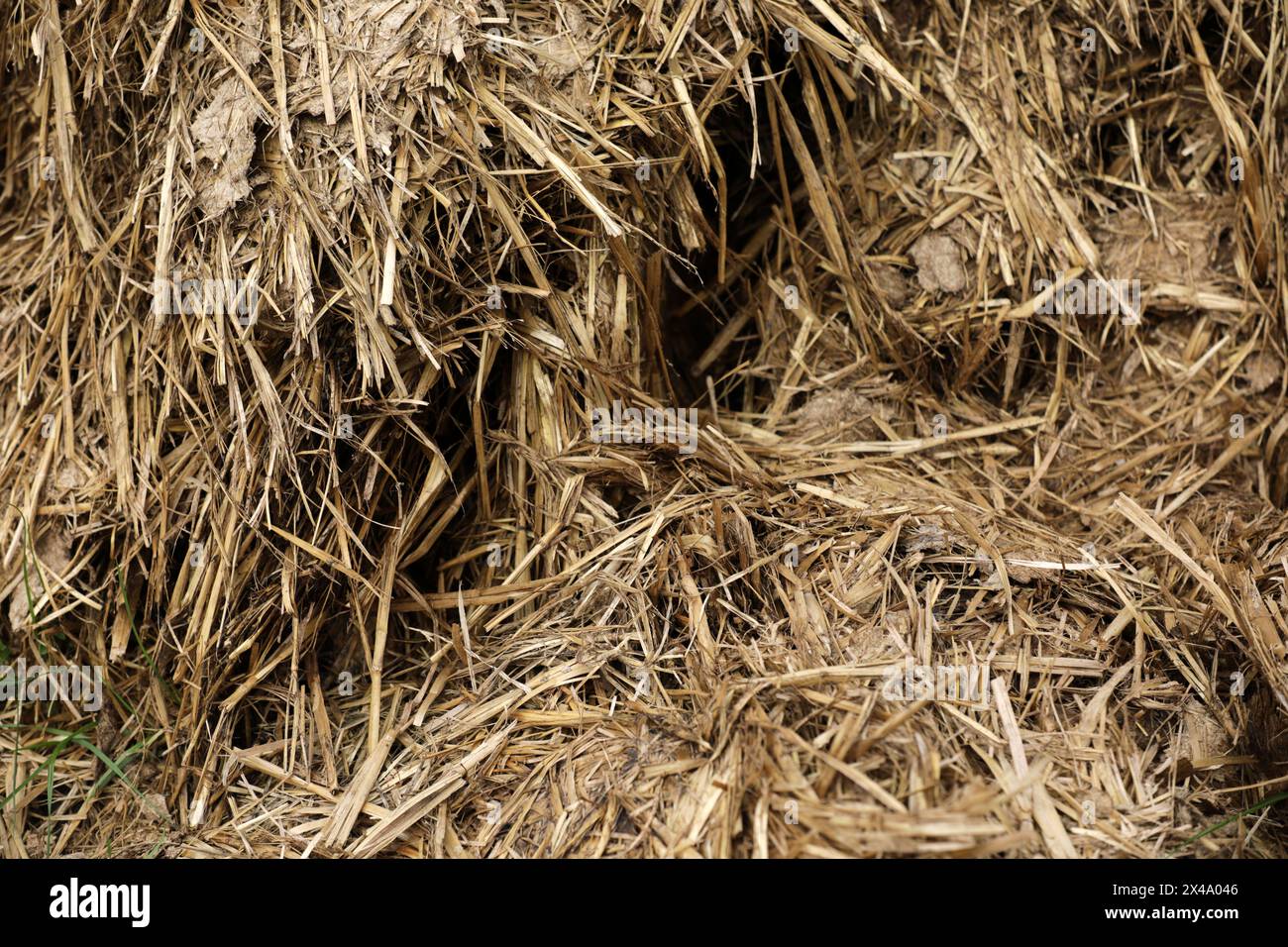 Letame per cavalli escrementi di cavalli in un campo Foto Stock