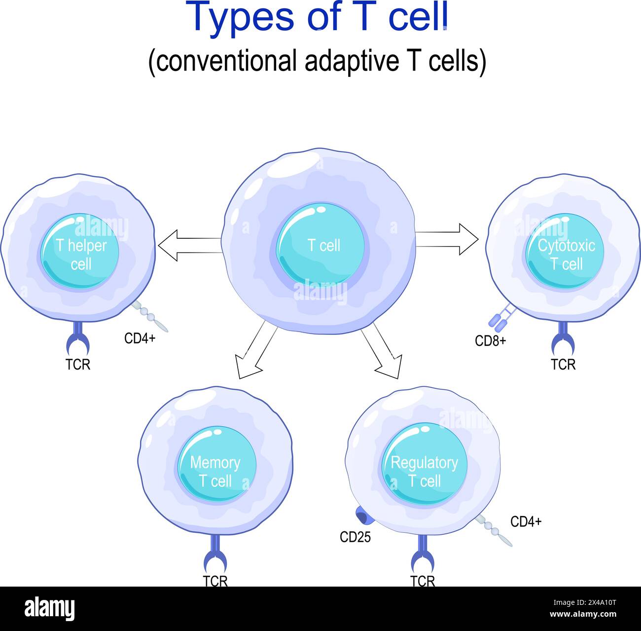 Tipi di cella T. Primo piano di cellule T adattive convenzionali e recettori principali. Regulatory, Memory, Cytotoxic T-cells e T- helper. Regolatio immunitaria Illustrazione Vettoriale