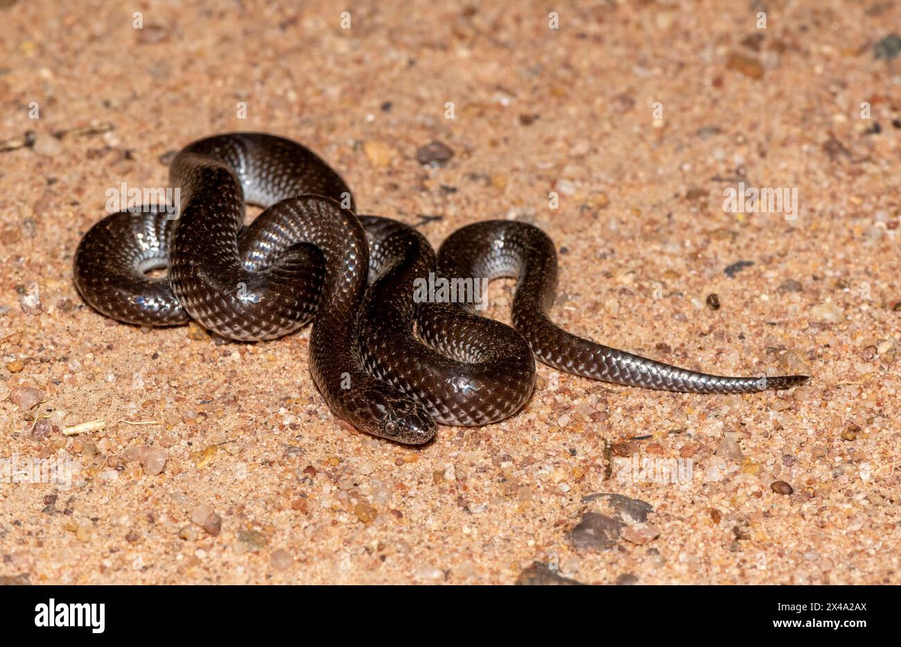 Comune lupo serpente (Lycophidion capense), chiamato anche serpente lupo del Capo Foto Stock