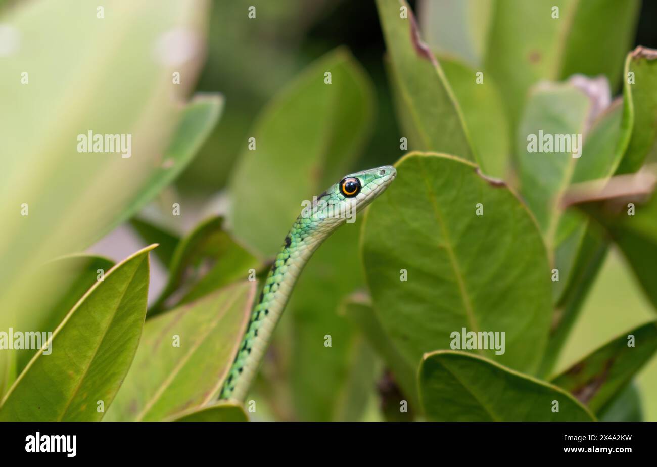 Primo piano di un grazioso serpente arbustivo avvistato da adulti (Philothamnus semivariegatus) Foto Stock