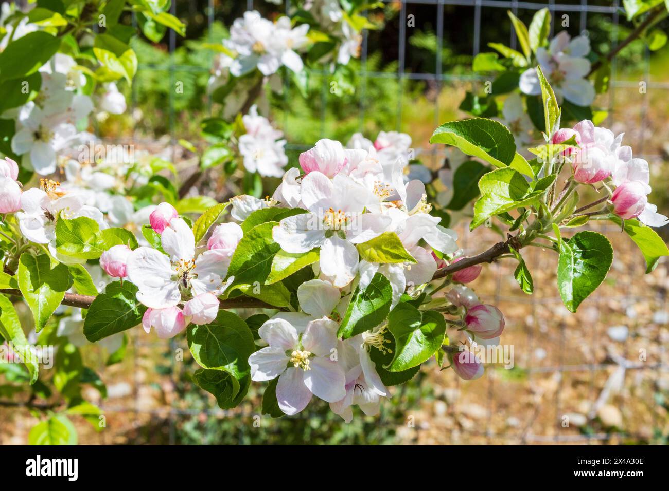 Fiori bianchi e rosa e boccioli di fiori che fioriscono sul ramo del melo Chehalis (Malus domestica 'Chehalis') in primavera in un frutteto casalingo. Foto Stock