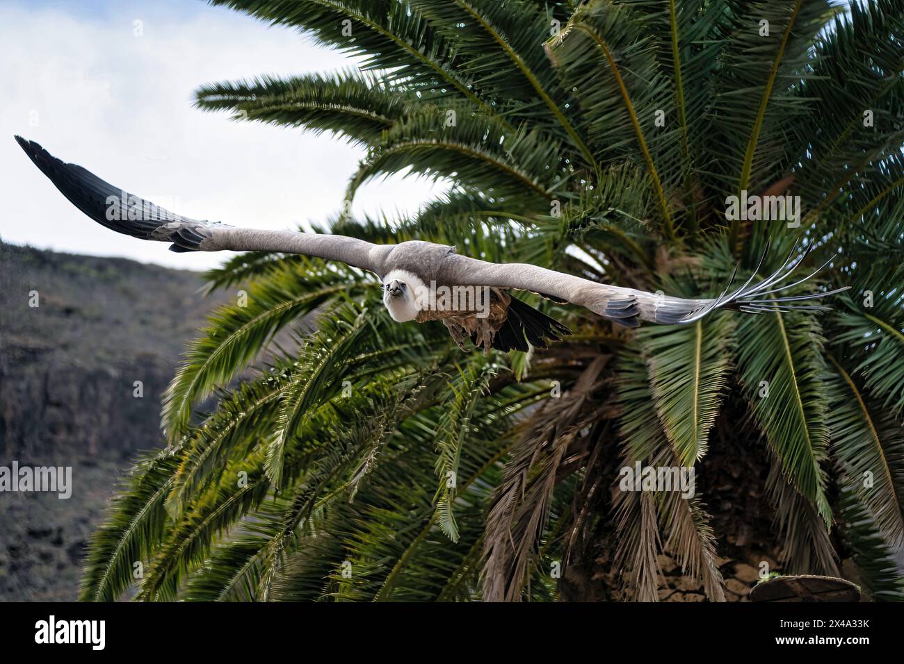 Griffon volante avvoltoio una specie di falchi accipitridae in azione nel suo habitat naturale contro gli alberi Foto Stock