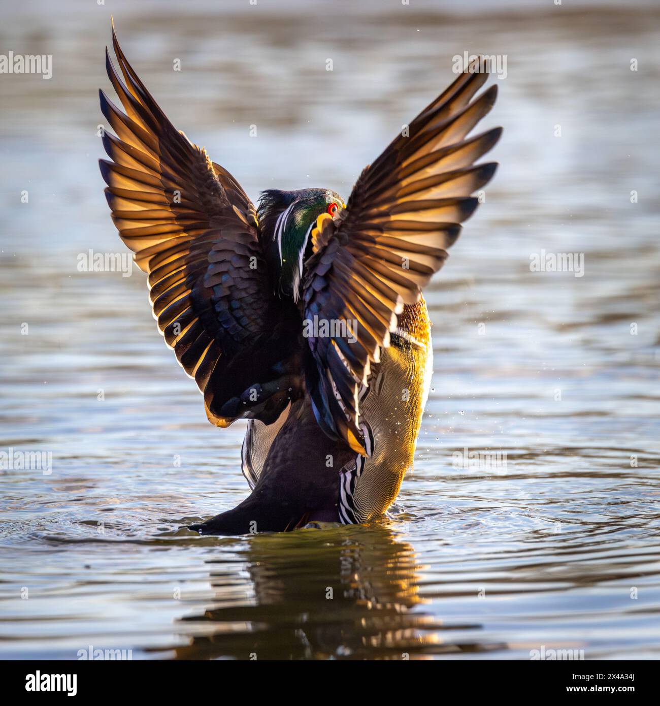 Uccello di anatra di legno maschio che sbatte le ali sull'acqua Foto Stock