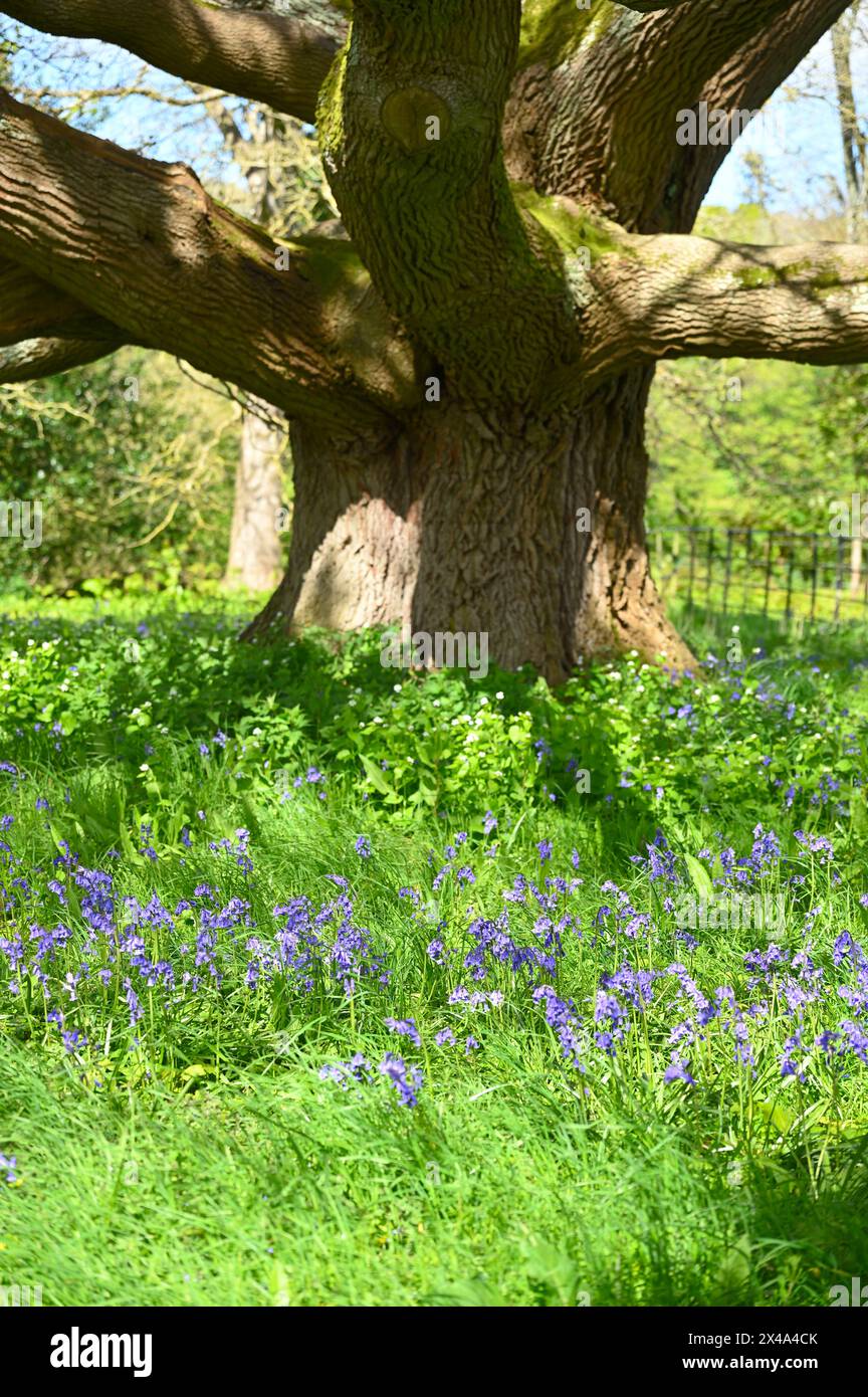 Bellissimi fiori primaverili blu di campanelli inglesi, Hyacinthoides non-scripta sotto un albero di quercia Quercus robur nel Regno Unito aprile Foto Stock