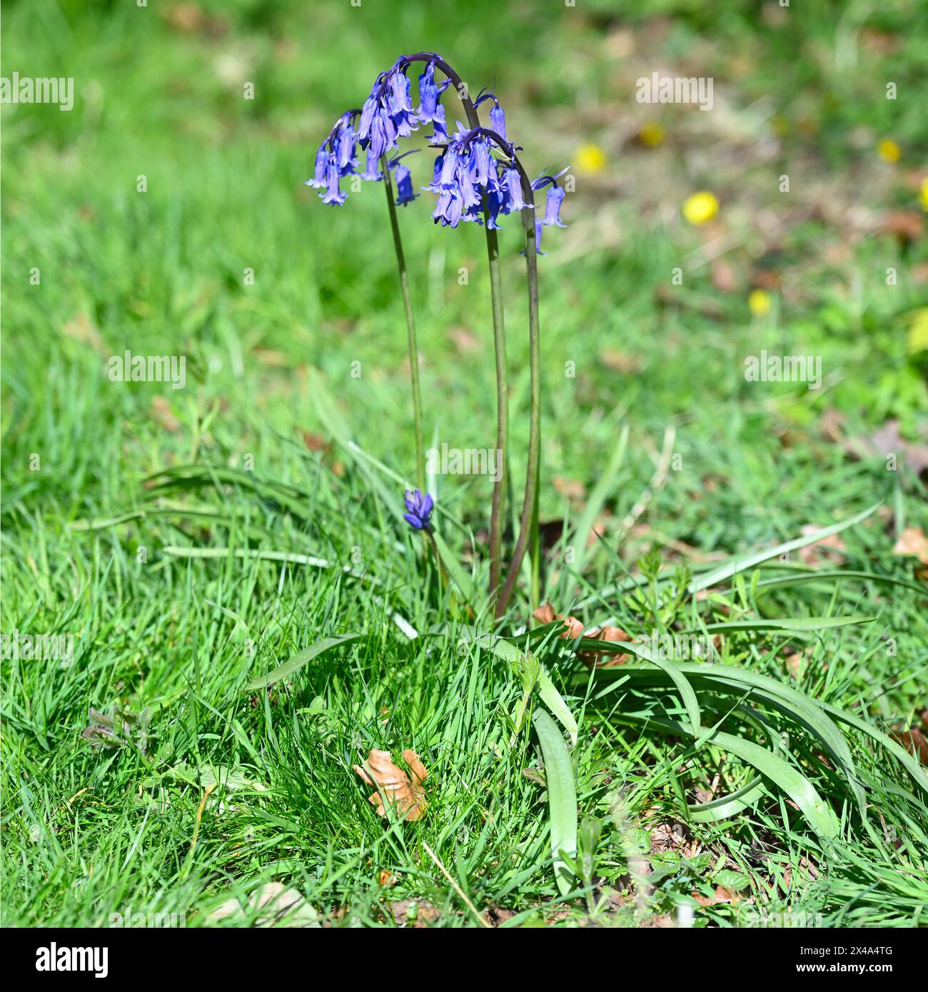 Splendidi fiori primaverili blu di campanelli inglesi, Hyacinthoides non-scripta nel Regno Unito aprile Foto Stock