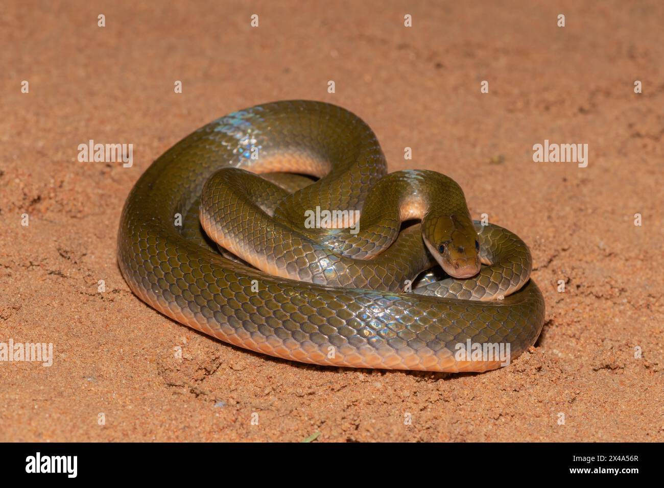Primo piano di un serpente d'acqua marrone comune carino (Lycodonomorphus rufulus) Foto Stock