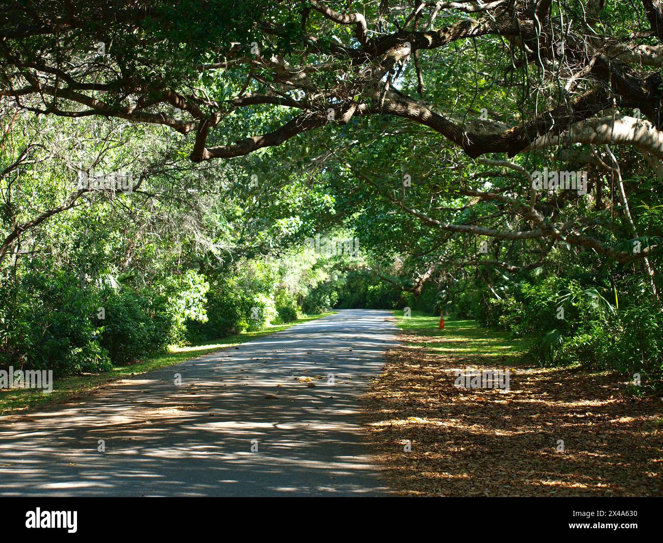 Chinese Bridge Trail a Palmetto Bay in primavera, Miami, Florida. Foto Stock
