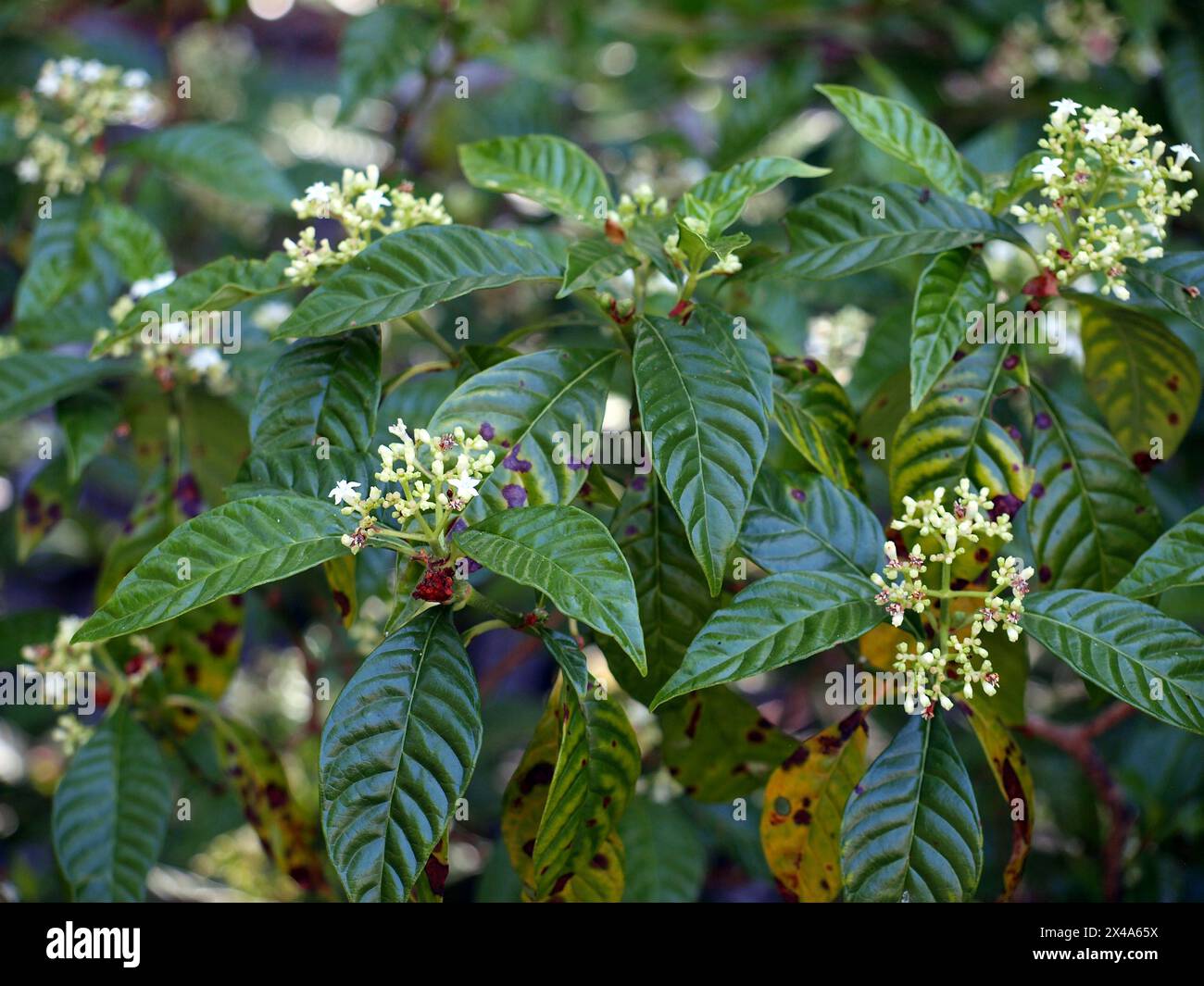 Fiori di caffè selvatico o Seminole balsamo (Psychotria nervosa), pianta originaria della Florida, dell'America centrale e meridionale. Foto Stock