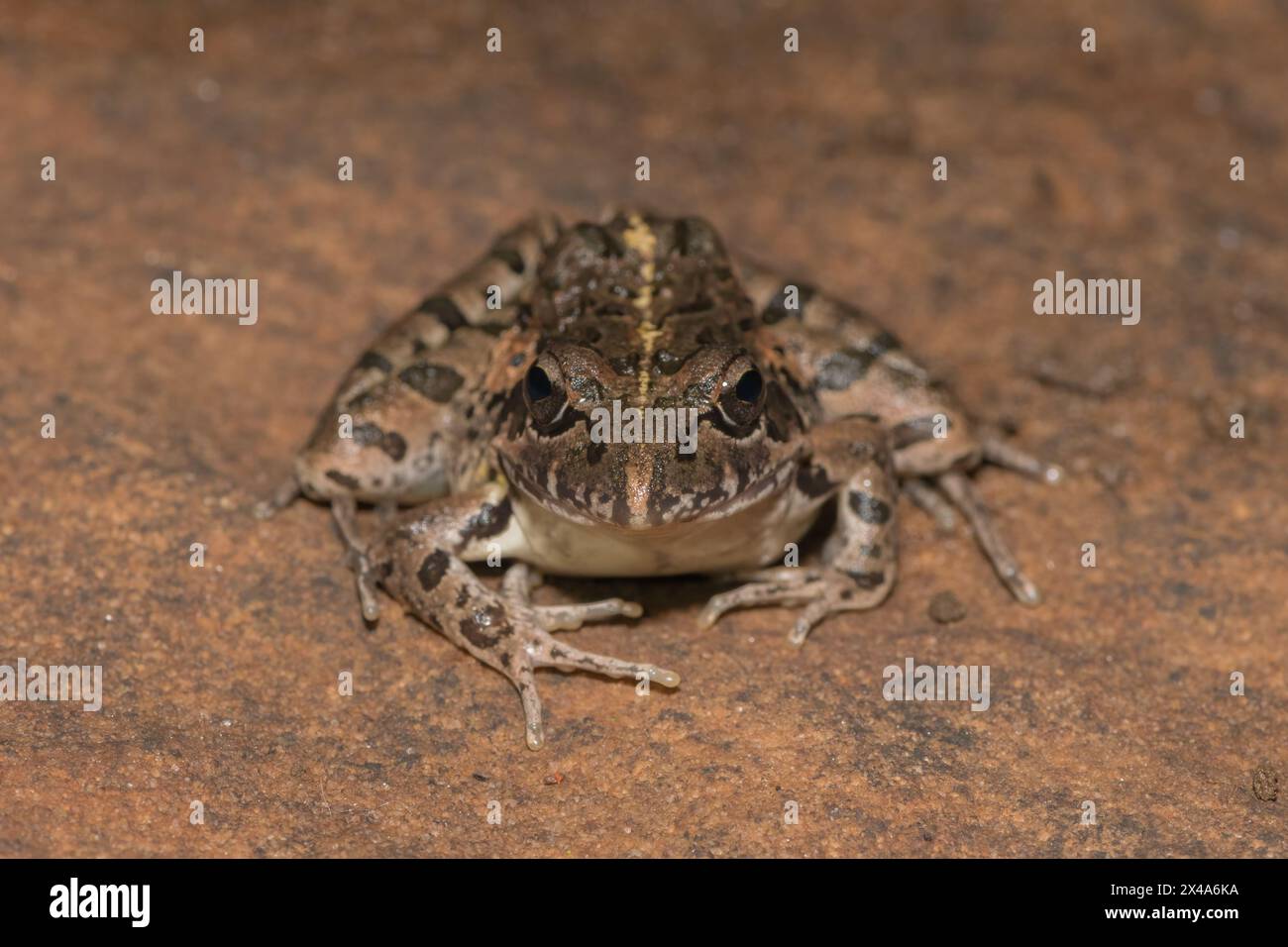 Facendo clic su Stream Frog, Gray's Stream Frog, Spotted Stream Frog (Strongylopus grayii) Foto Stock