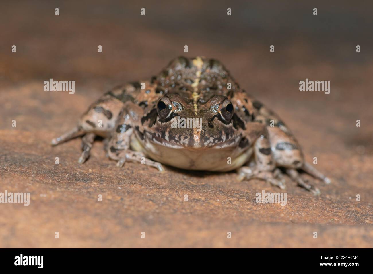 Facendo clic su Stream Frog, Gray's Stream Frog, Spotted Stream Frog (Strongylopus grayii) Foto Stock
