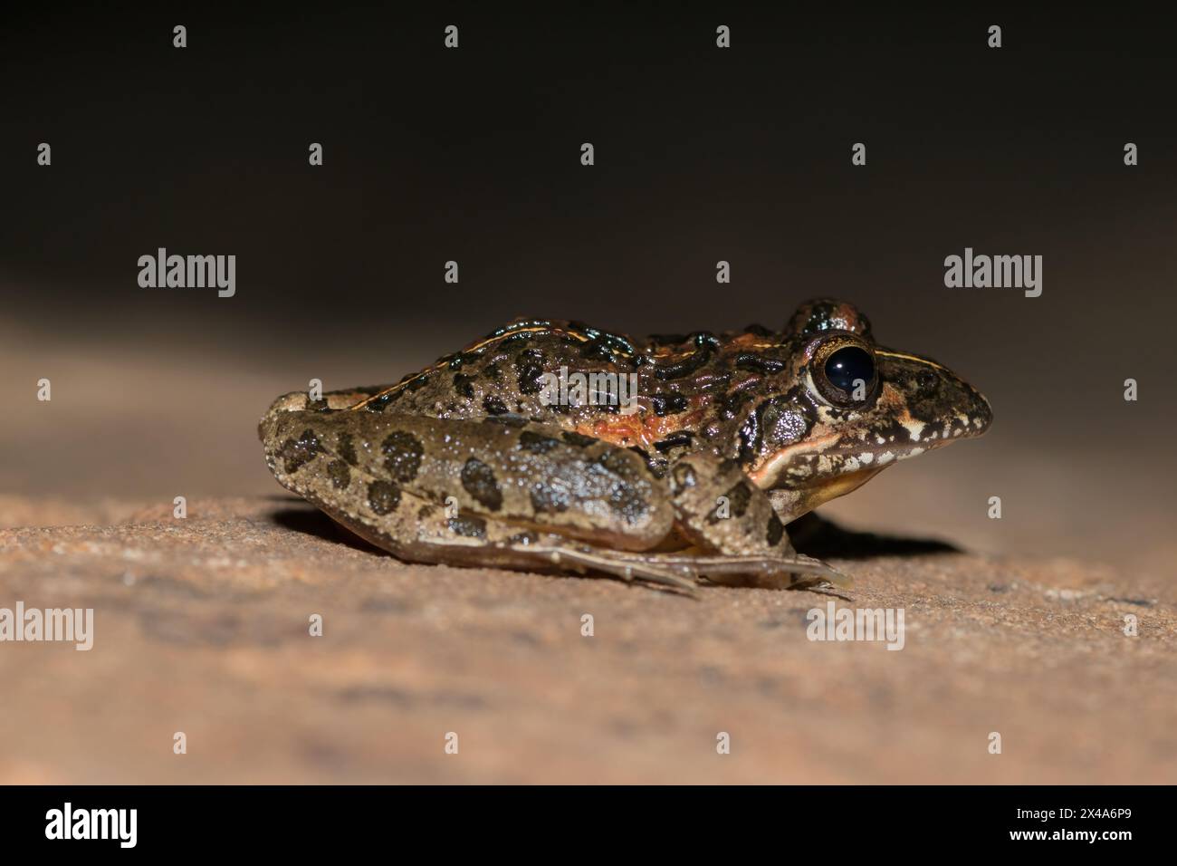 Facendo clic su Stream Frog, Gray's Stream Frog, Spotted Stream Frog (Strongylopus grayii) Foto Stock