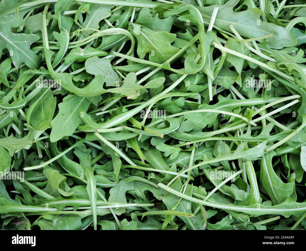 Rucola: Verde foglia sana, ricca di vitamine. Supporta la digestione, aumenta l'immunità. Versatile per insalate e pasti. Scelta rinfrescante e sostenibile Foto Stock
