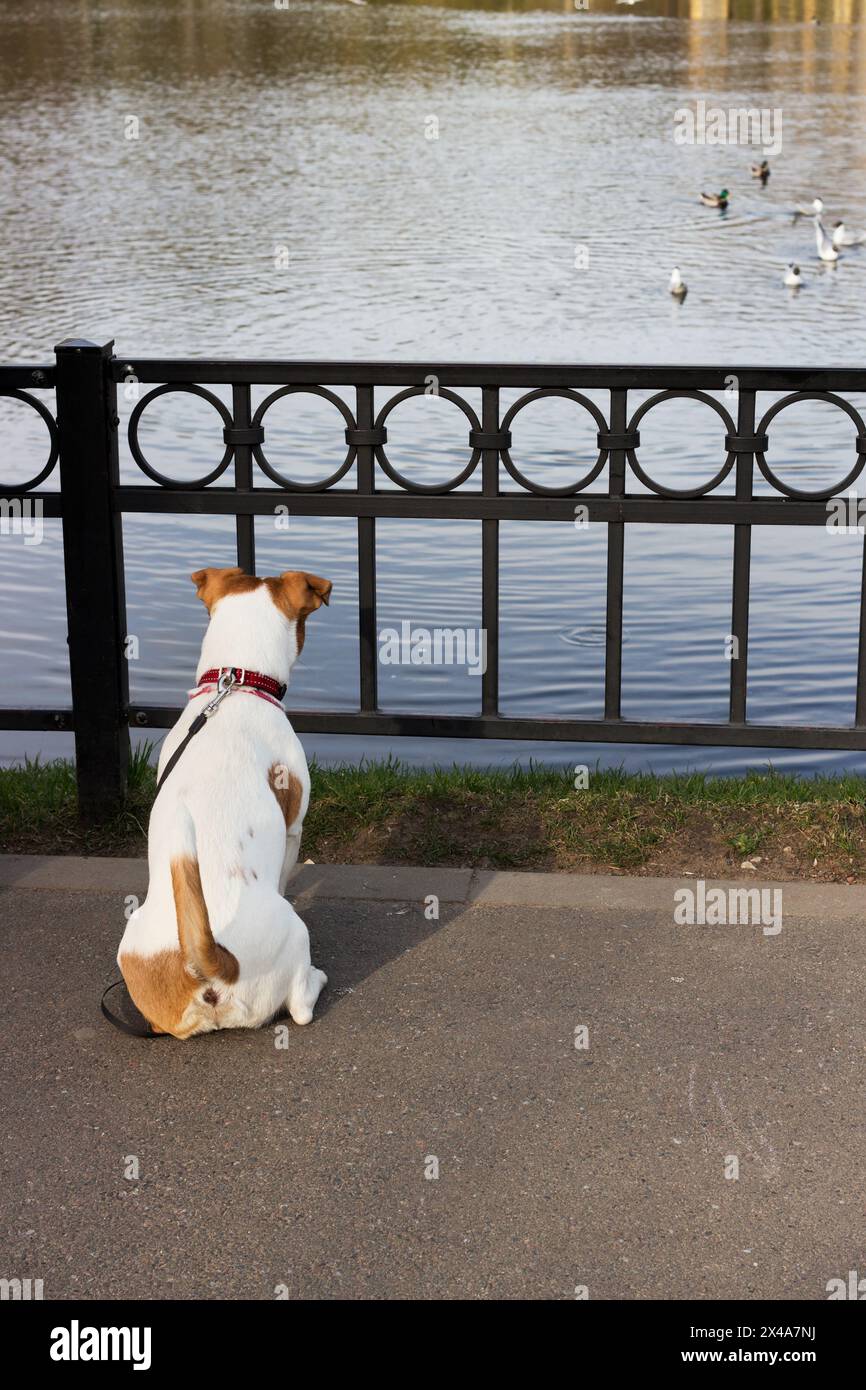 Un piccolo cane osserva da vicino attraverso la recinzione metallica le anatre selvatiche e i gabbiani nello stagno nel parco urbano Foto Stock