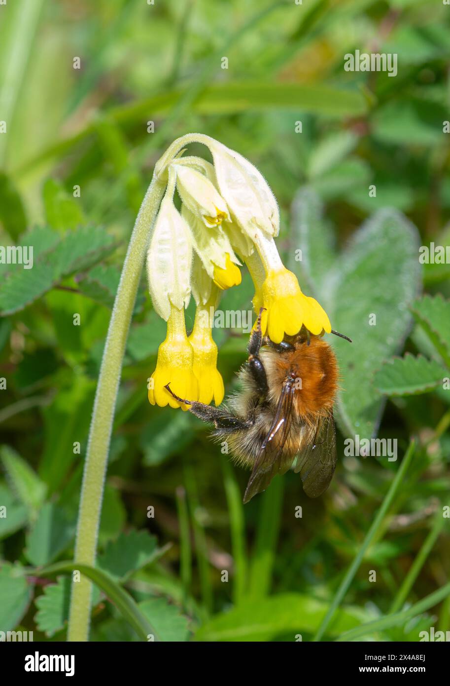 Ape cardina comune (Bombus pascuorum) che si nutre di nettare su un fiore selvatico di palude in gesso a valle, Hampshire, Inghilterra, Regno Unito Foto Stock