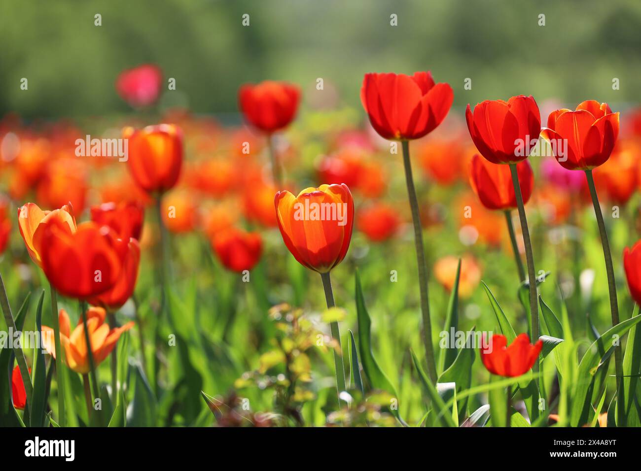 Fiori di tulipano rosso, sfondo primaverile. Campo di tulipani in fiore, fuoco selettivo Foto Stock