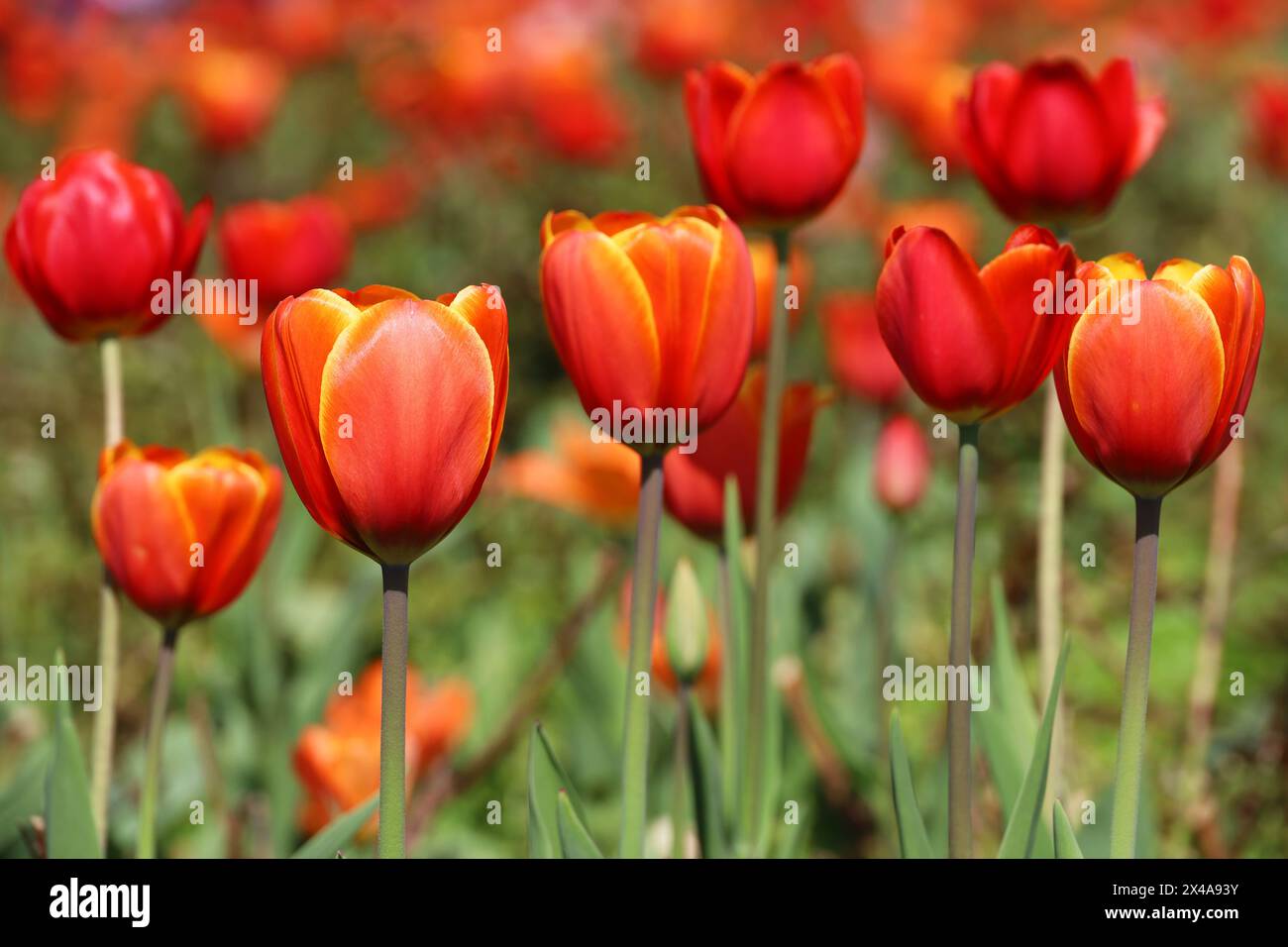 Fiori di tulipano rosso, sfondo primaverile. Campo di tulipani in fiore, fuoco selettivo Foto Stock