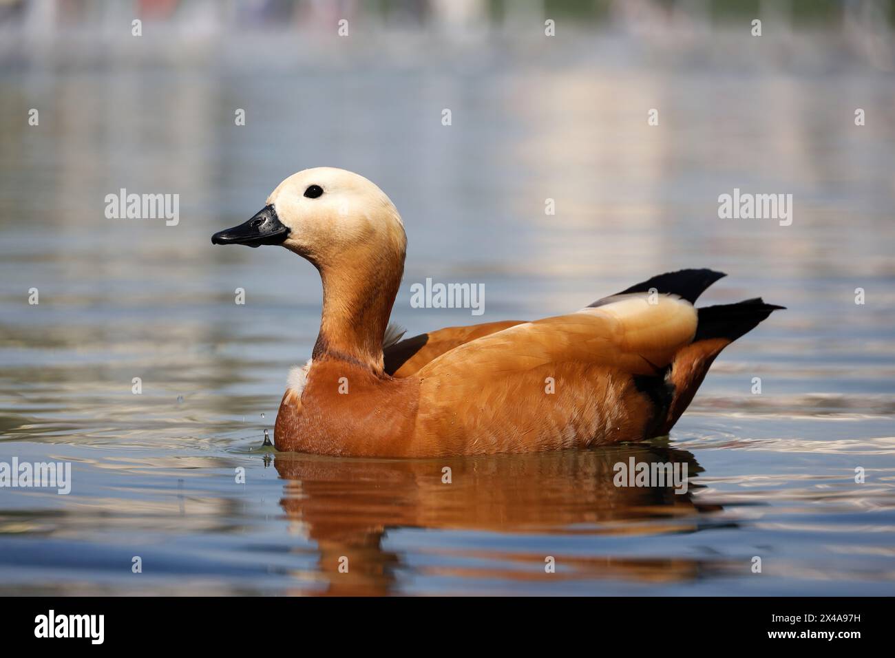 Shelduck (Tadorna ferruginea) che nuota in acqua. Anatra rossa maschio sulla costa del lago Foto Stock