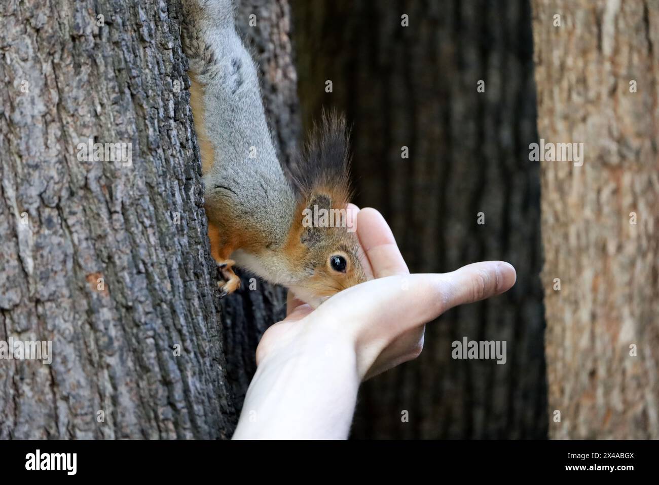 Lo scoiattolo rosso toglie un dado da una mano umana. Dar da mangiare agli animali selvatici in un parco primaverile Foto Stock