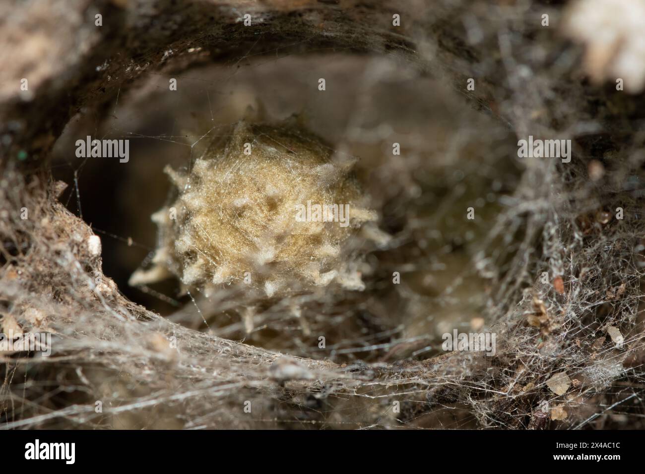 Uova di un ragno velenoso a bottone marrone (Latrodectus geometricus) Foto Stock