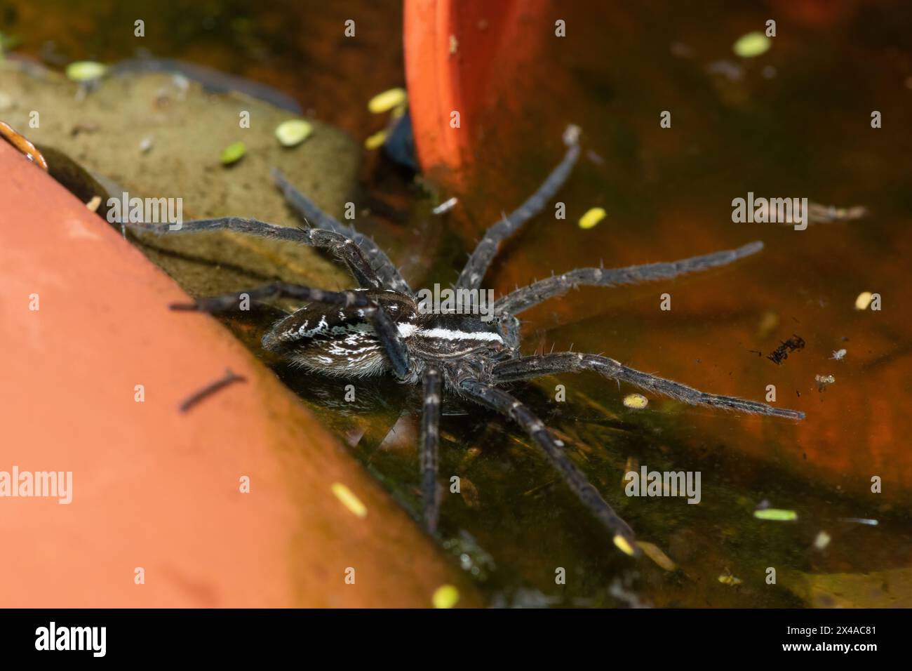 Primo piano di un bellissimo ragno Radiatolineatus che mangia pesci (Nilus radiatolineatus) in una pozza d'acqua poco profonda Foto Stock