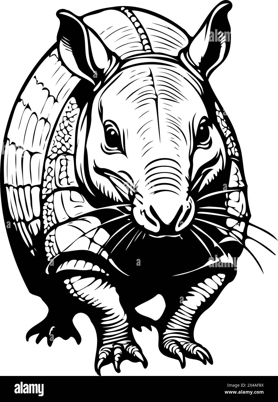 Schizzi Armadillo ritratto illustrazione di animali disegnati a mano, sfondo trasparente Illustrazione Vettoriale