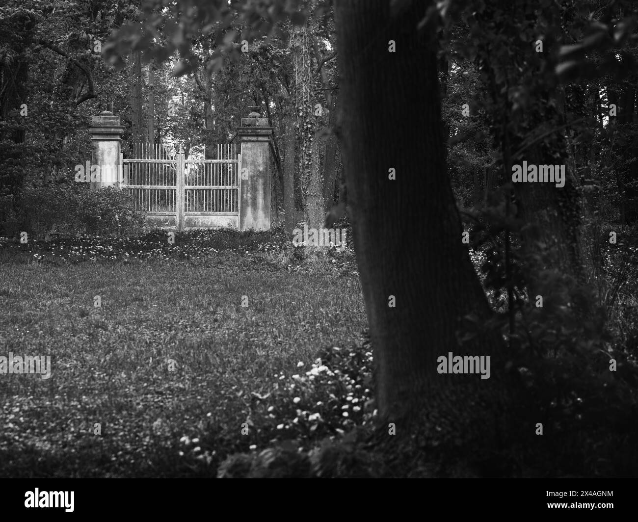 Vecchio cancello di metallo in una foresta scura in bianco e nero, Laxenburg, Austria. Suggestivo paesaggio del parco con cancello storico, ombre profonde, alberi e moody m Foto Stock