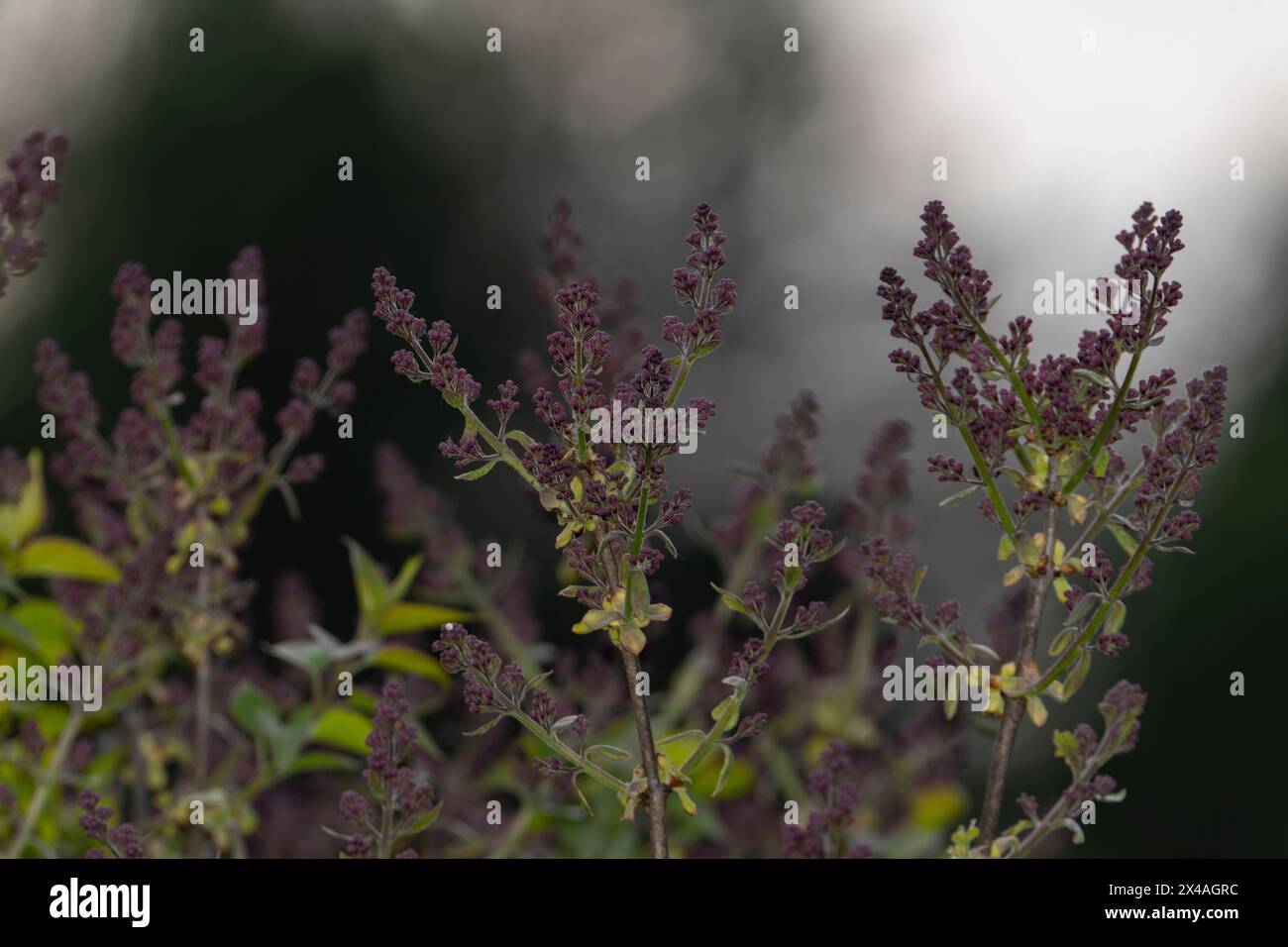 Albero di lilla Syylan - carta da parati per foto floreali Foto Stock