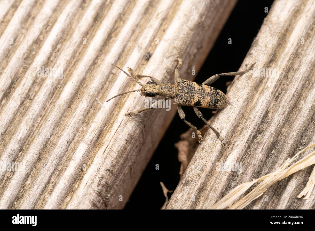 Rhagium mordax famiglia Cerambycidae genere Rhagium scarabeo longhorn maculato nero natura selvaggia fotografia di insetti, foto, sfondo Foto Stock