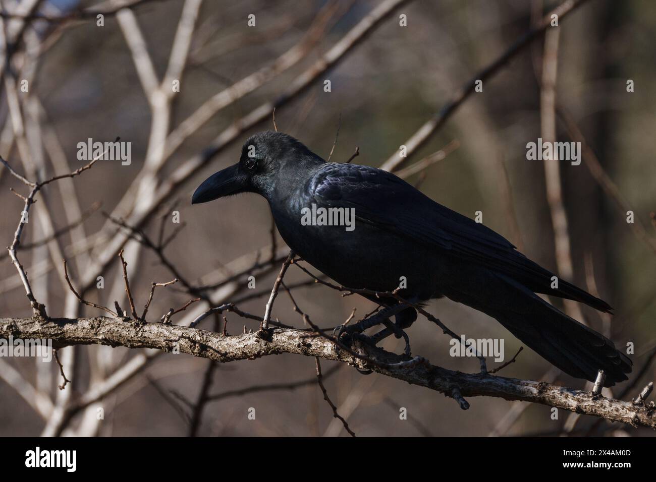 Un corvo a becco grosso (Corvus macrorhynchos japonensis) tiene d'occhio un albero nella campagna di Kanagawa, in Giappone. Foto Stock