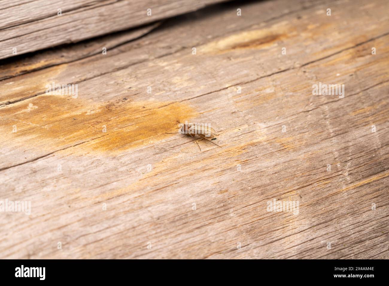 Genere Mycetophila famiglia Mycetophilidae Fungus gnat natura selvaggia immagine di insetti, carta da parati, fotografia Foto Stock