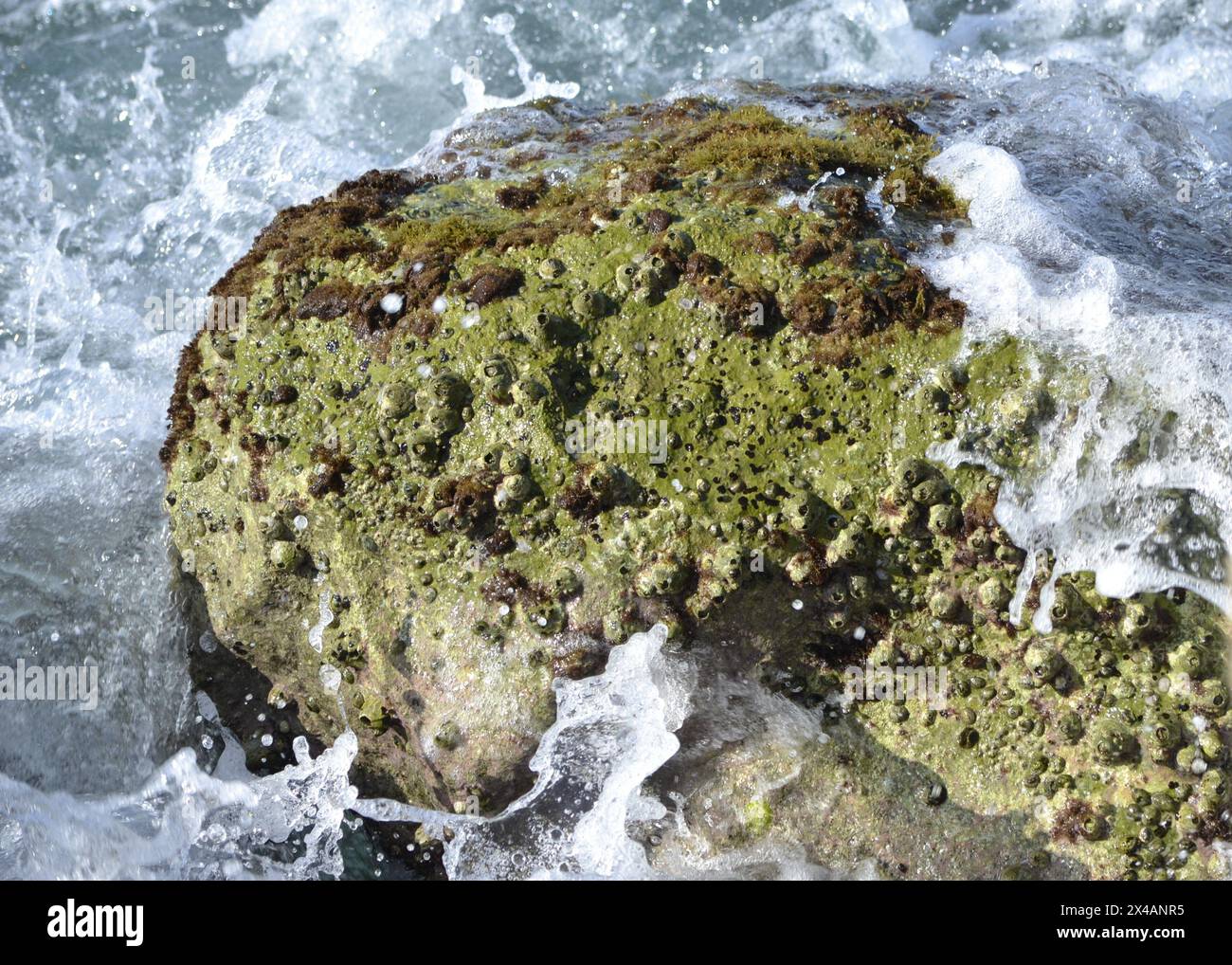 Le vivaci alghe, le alghe e i nacoli si aggrappano a una roccia mentre le onde si innalzano sopra e intorno ad essa, il tutto immerso nel caldo bagliore del sole di metà pomeriggio. Foto Stock