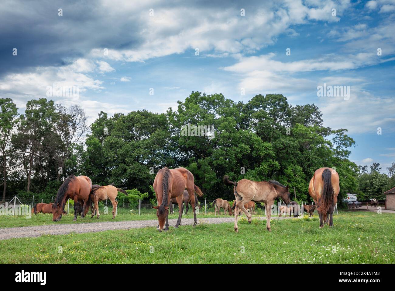 Immagine di cavalli che pascolano e mangiano erba a Zasavica, Serbia. Il cavallo è un mammifero addomesticato, con un solo dito, zuppa. Appartiene alla tassonomica fami Foto Stock