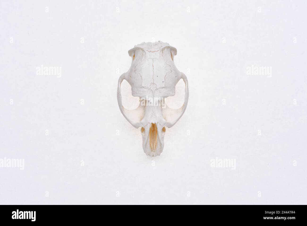 Vista superiore del cranio lepre su sfondo bianco. Roditore - Lepus timidus. Osso della testa di un piccolo animale. Foto Stock