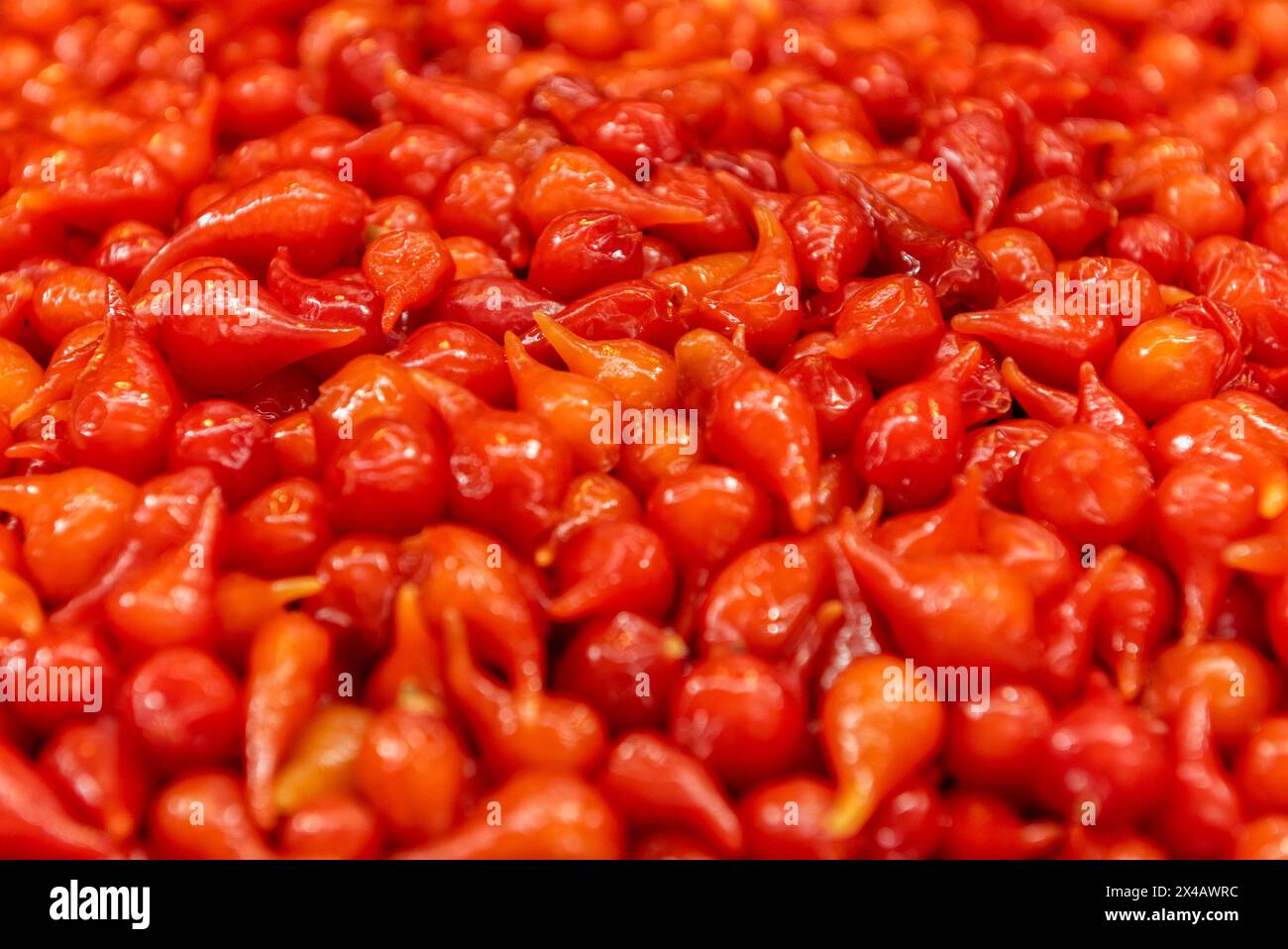 Peperoni rossi dolci, Moema BRS, chinense Capsicum o biquinho pimenta Foto Stock