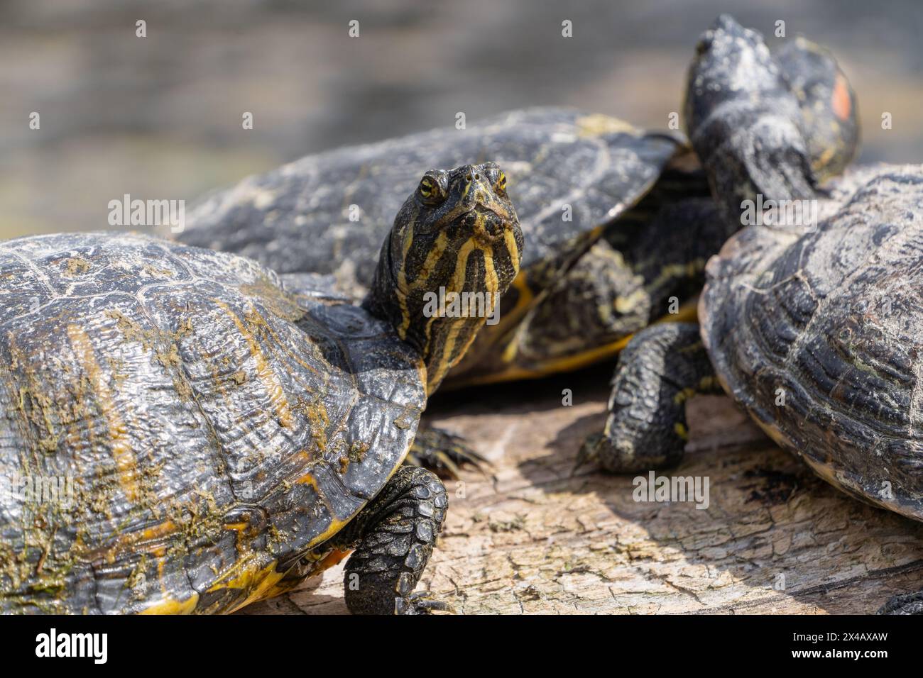 La curiosa tartaruga a scorrimento con pancia gialla che si crogiola sul tronco si accende per guardare la fotocamera Foto Stock